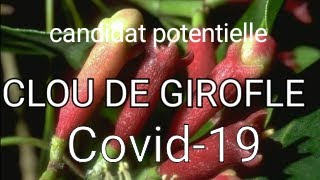 Le giroflier candidat potentielle pour produire un possible médicament contre SARSCoV2 COVID19 [upl. by Andromeda]