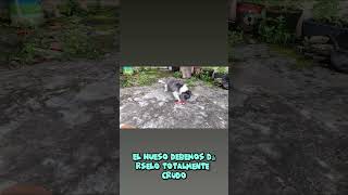 Tips y consejos Adiestramiento canino perros adiestramientocanino entrenamientocanino [upl. by Anselmi696]