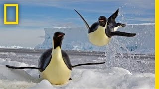 Paul Nicklen Emperors of the Ice  Nat Geo Live [upl. by Shawna]