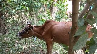 Cows Mooing Compilation  Funny Animal Sounds Video [upl. by Constantin]