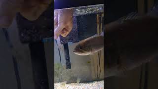 Hand Feeding My Pet Largemouth Bass bassfishing [upl. by Ladnek]