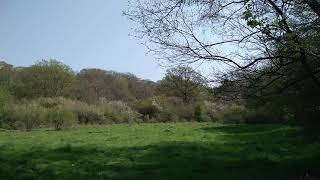 Nightingale singing at Ebernoe Common nature reserve [upl. by Rinaldo171]