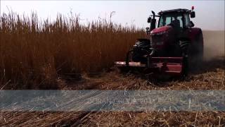 Harvesting of Miscanthus  part 13  Cutting [upl. by Hairahs]