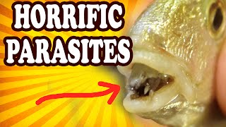 Top 10 Weird and Disturbing Parasites — TopTenzNet [upl. by Odelet]