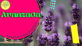 🌿 Como GERMINAR LAVANDA🌿 Lavandula angustifolia Paso a paso 🌱 [upl. by Araht]