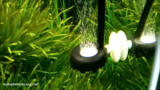 Diffusing Co2 in a Planted Fishtank [upl. by Yale]