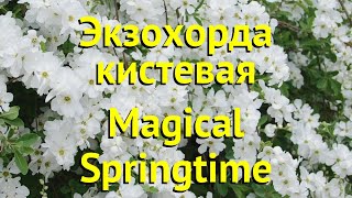 Экзохорда кистевая Краткий обзор описание характеристик exochorda racemosa Magical Springtime [upl. by Tsirc]