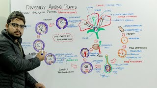 Life Cycle Of Angiosperms [upl. by Annala]