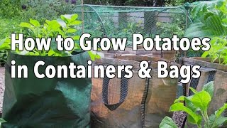 Growing Potatoes in Containers  How to Grow Potatoes in Bags or Pots [upl. by Hilary]