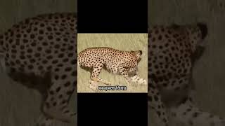 The leopard accidentally ran into a cheetah but unexpectedly it was chased and defeated [upl. by Caine]