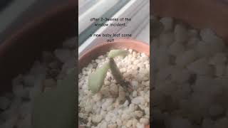 Succulent Propagation  13th week [upl. by Admama]