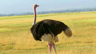 North African Ostrich  Critically Endangered Species  Amboseli Kenya [upl. by Ahsimin]