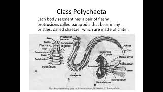 Lecture 6 Acanthocephala Annelida [upl. by Saidee534]