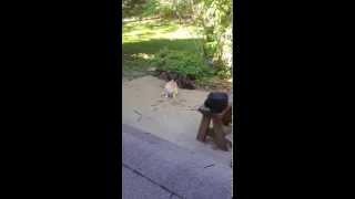 Two Cats Confronting amp Howling  Maine Coon in Slow Motion [upl. by Nnahaid259]