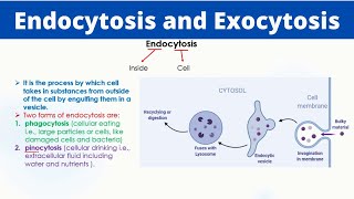 Endocytosis and Exocytosis  Phaogcytosis  Pinocytosis  Passage of molecules [upl. by Riabuz]