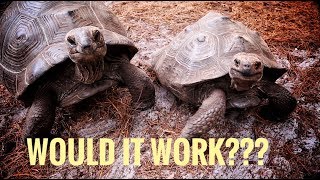 Can a Galapagos Tortoise Breed with an Aldabra [upl. by Huntington]