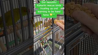 Kakariki love 🥰 kakariki lovebirds rescuebirds animalshorts adayinmylife relaxation love [upl. by Claud332]