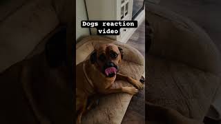 short dogs reactions video [upl. by Bandler]