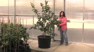 Four Winds Growers presents quotPruning Your Citrusquot [upl. by Dlorej]