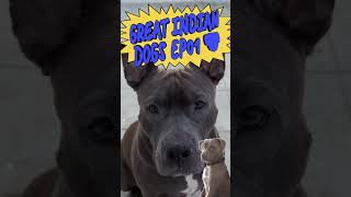 GREAT INDIAN DOGS EPISODE 1 🇮🇳🐶 ytshorts shorts short dogs ytshortsindia trending hiphop yt [upl. by Enairb]