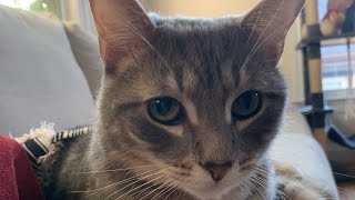 Rainy LIVE w Kitties booktuber playfulkitties cuteanimal cutecat catlover booktube playful [upl. by Euqirne108]