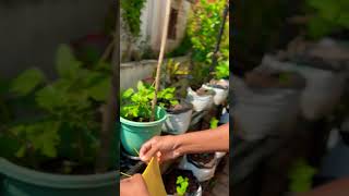 മഞ്ഞകെണി stickytrapgardenfarmingstoriesoflifelifelessons kannurtrendingshorts [upl. by Byler]