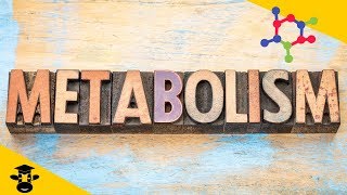 What is metabolism in biology [upl. by Theodosia]