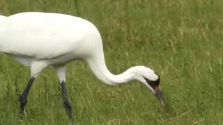 Whooping Cranes Feeding on Wolf Berries [upl. by Studley]