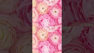 Radiant Beauty of Ranunculus A Complete Care Guide shorts ranunculus PlantsWorld [upl. by Emera24]