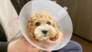 Dog Spay Journey  From Decision To Recovery  Cavoodle [upl. by Melantha]