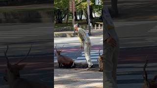 外国人観光客は奈良の鹿を見て衝撃を受けた  Nara park deer injapan  nara deer  へずまりゅう 奈良公園 japan [upl. by Sergias]