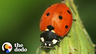 The Stunning Life Cycle Of A Ladybug  The Dodo [upl. by Hertha27]