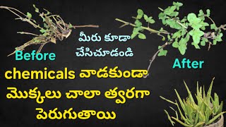 మా డాబా మీద మొక్కల విశేషాలు terracegarden fastgrowth with alovera water try this to your plants [upl. by Hilario]