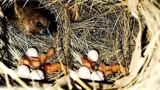 Society finch Layed 6 eggs and hatched 3 children  Ep1  My Nest nests [upl. by Kronick]