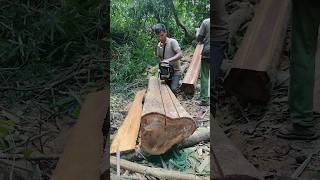 Chainsaw woodcutting skills chainsaw woodwork shorts [upl. by Whiffen]