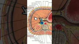 Anatomie de labdomen anatomy medecine science anatomie medicalstudent [upl. by Otrebor]