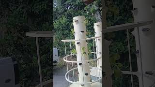 Blind fall Tower Gardening Week 1 blindness towergarden growyourownfood shorts [upl. by Moulton]