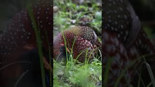 Temmincks tragopan  Wild birds channel birds facts wildanimals [upl. by Ennylyak878]