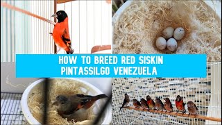 Pintassilgo da Venezuela Reprodução  How to breed Red Siskin [upl. by Sophronia]