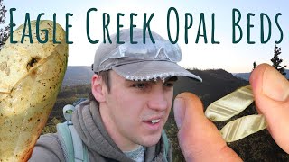 A Quick Dig And Exploration At The Eagle Creek Opal Beds [upl. by Nomaid]