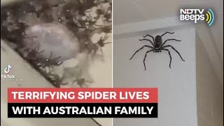 Giant Spider Has Been Australian Familys Guest For 1 Year [upl. by Ettedo]