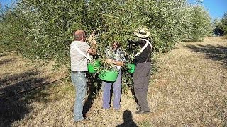 CUEILLETTE DES OLIVES BIO CHEZ JACQUES ET CHANTAL DÉCEMBRE 2013 CONFLENT [upl. by Thekla64]