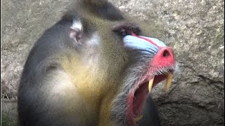 Mandrill Horde  Alpha Male Dominates  Mandrillus sphinx Monkey Video Full HD [upl. by Ttegirb]