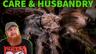 How To Care For the Texas Brown Tarantula Aphonopelma hentzi Husbandry [upl. by Pavkovic]