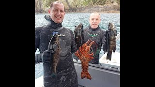 Cook Strait spear fishing heaps of Butterfish [upl. by Ahsenaj549]