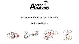 Anatomy of the Pelvis and Perineum 9  Ischioanal Fossa [upl. by Ssor128]