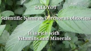 Saluyot Corchorus olitorius Health Benefits [upl. by Cadal]