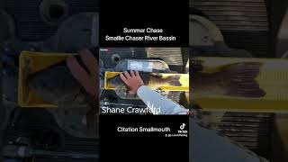 Smallmouth Bass Fishing Citations 22 In Summer Chase event 😎 bassfishing smallmouthbass fishing [upl. by Aerdnod]