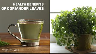 Health Benefits of Coriander Leaves  Coriander water  Boost Your Kidney Health  Coriander Secret [upl. by Fredette858]