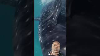 INSANE Video Of A Massive Whale Shark shorts [upl. by Anytsyrk879]